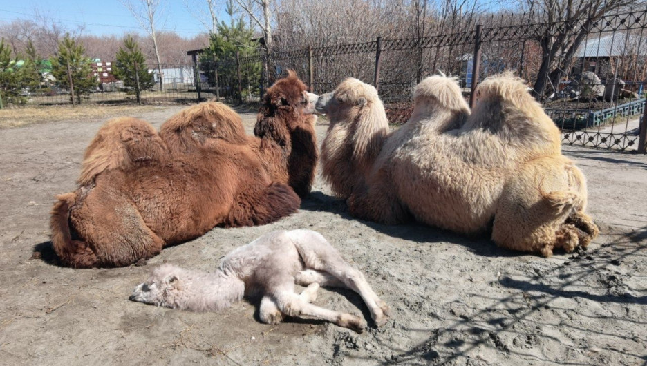 Верблюжья семья радуется солнышку в барнаульском зоопарке. Видео 
