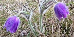 Весна. Подснежники.