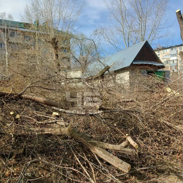 В центре Барнаула вырубили деревья. 