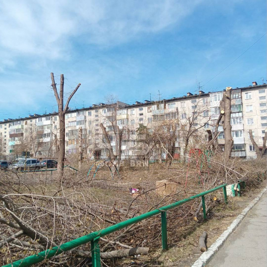 В центре Барнаула вырубили деревья. 