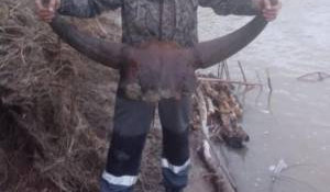 В Алтайском крае нашли череп древнего бизона. 