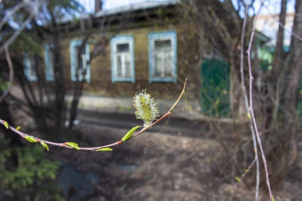 В Барнауле расцвели почки. 