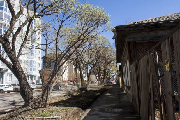 В Барнауле расцвели почки. 