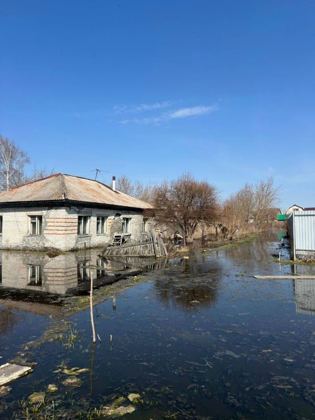 В Алтайском крае на затопленных участках поселились утки. 