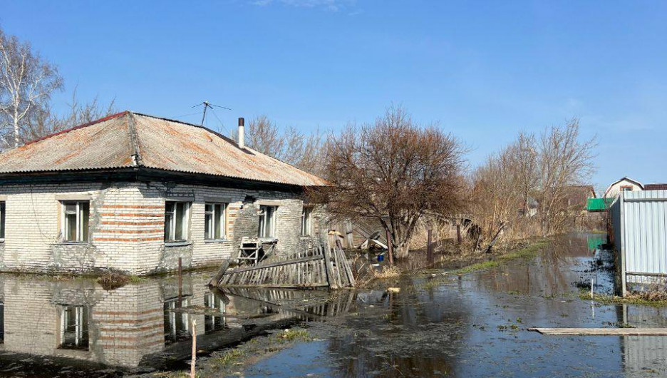 В Алтайском крае на затопленных участках поселились утки. 
