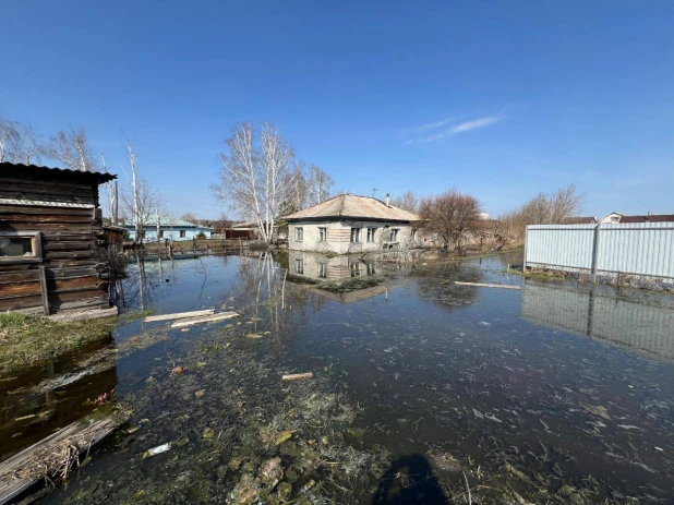 В Алтайском крае на затопленных участках поселились утки. 