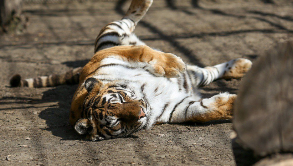 Тигрица из барнаульского зоопарка принимает солнечные ванны. Фото