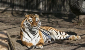 Тигрица Багира.