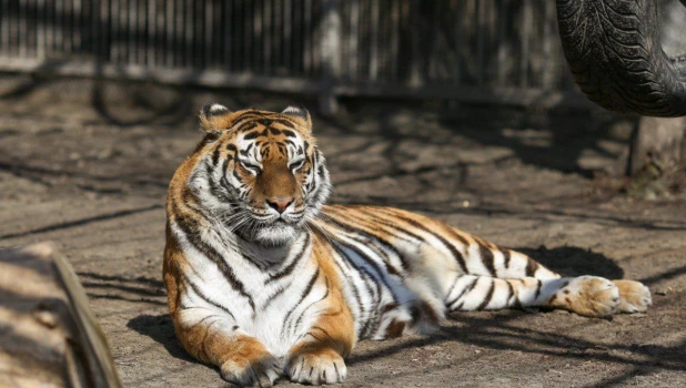 Тигрица Багира.