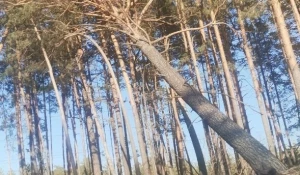 Жители Барнаула обратили внимание на поваленные деревья.