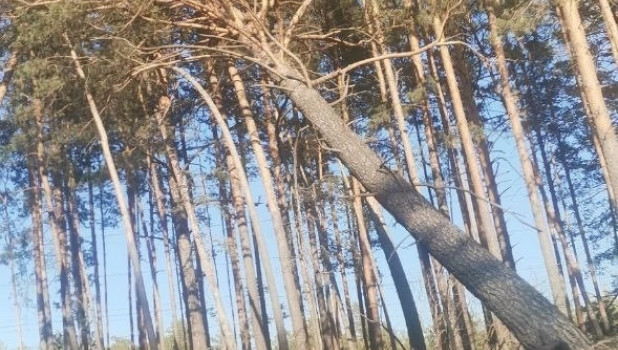 Жители Барнаула обратили внимание на поваленные деревья.