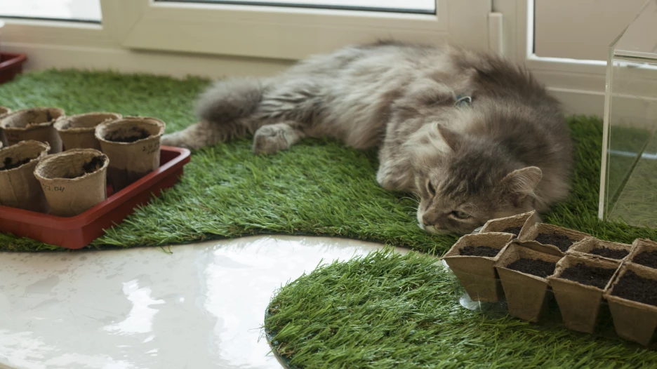 Кот Бакс в Алтайском государственном краеведческом музее.