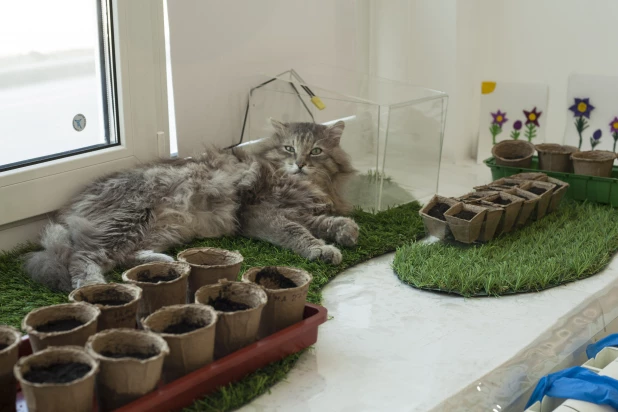 Кот Бакс в Алтайском государственном краеведческом музее.