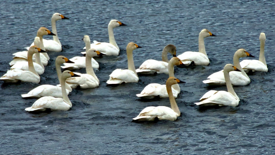 На Телецком озере отмечают весенний пролет лебедей. Фото 