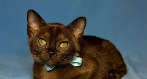 Бурманских котят с хорошей родословной и строгими мордашками продают в Барнауле за 45 тыс. рублей. 