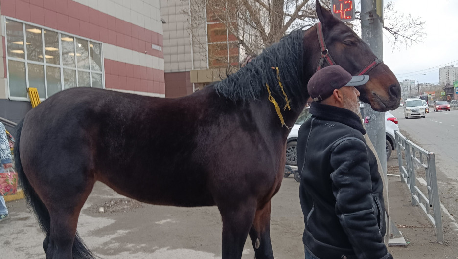 Лошадь на пешеходном переходе заметили в центре Барнаула