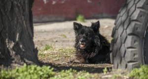 Бездомный пес в старых кварталах Барнаула.
