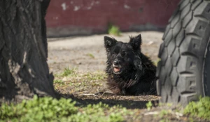 Бездомный пес в старых кварталах Барнаула.