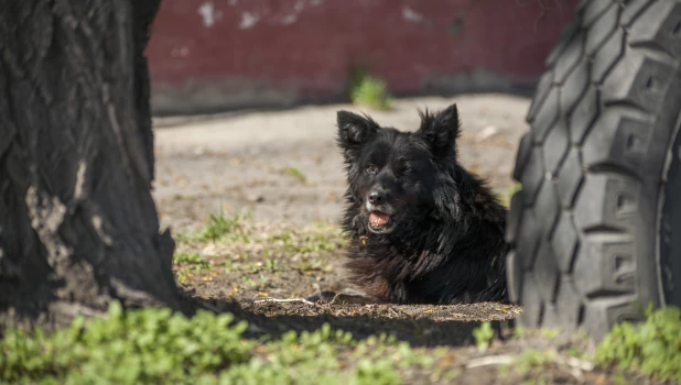 Бездомный пес в старых кварталах Барнаула.