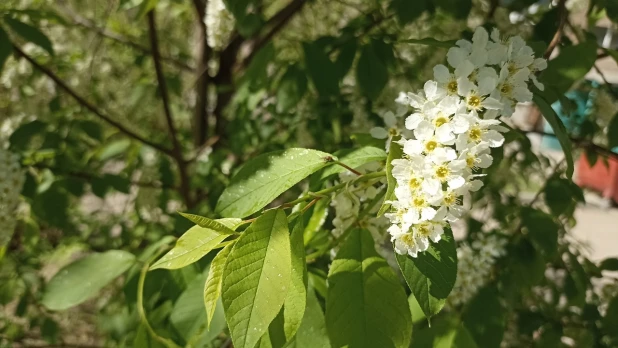 Цветущий Барнаул. 