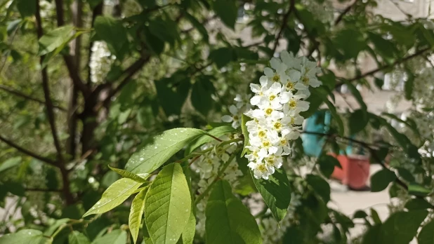 Цветущий Барнаул. 