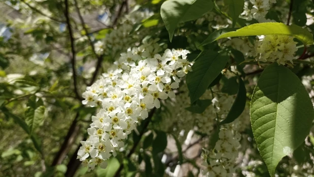 Цветущий Барнаул. 