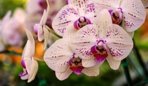 Орхидеи.