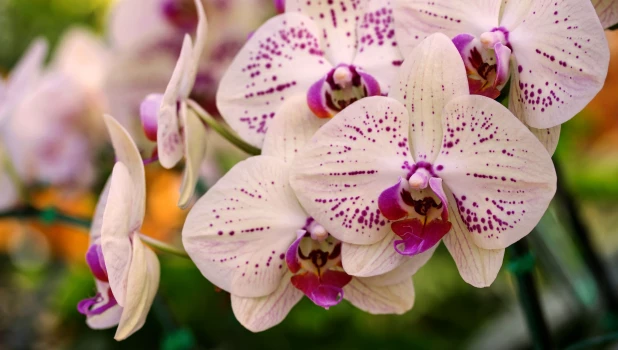 Орхидеи.