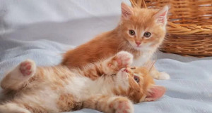 Очень милых рыженьких котят курильских боблейлов продают в Барнауле. 
