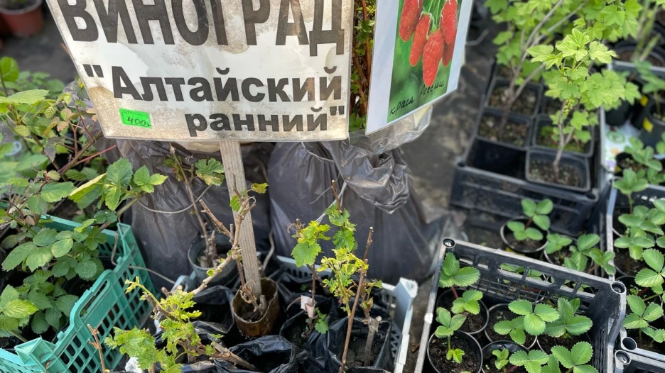 Рассада.