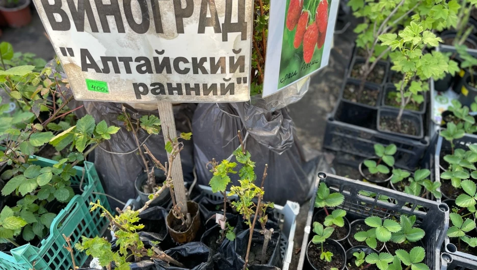 Сезон открыт. Саженцы садовых культур начали продавать в Барнауле