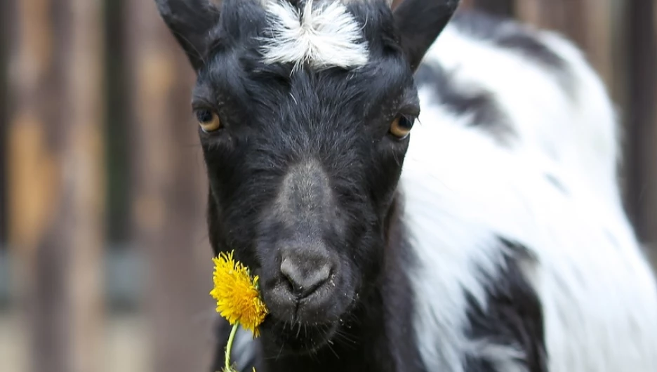 Прекрасную фотосессию устроили миленькой козе в барнаульском зоопарке. Умилительные фото