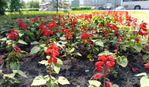 В Барнауле продолжают высаживать цветы. 