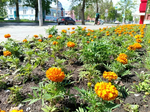 В Барнауле продолжают высаживать цветы. 