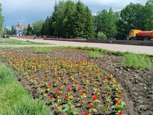 В Барнауле продолжают высаживать цветы. 