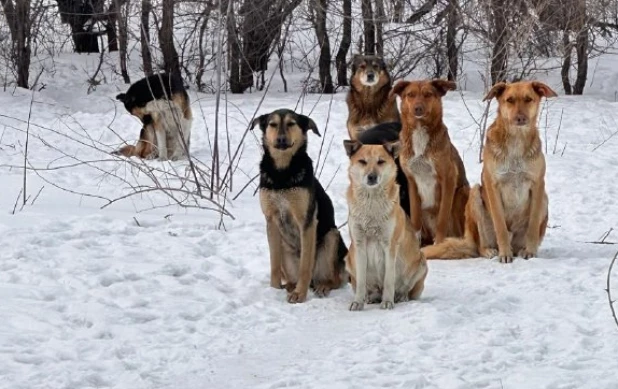 Бездомные собаки.