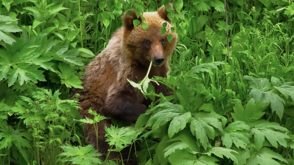 Медведи в заповеднике. 