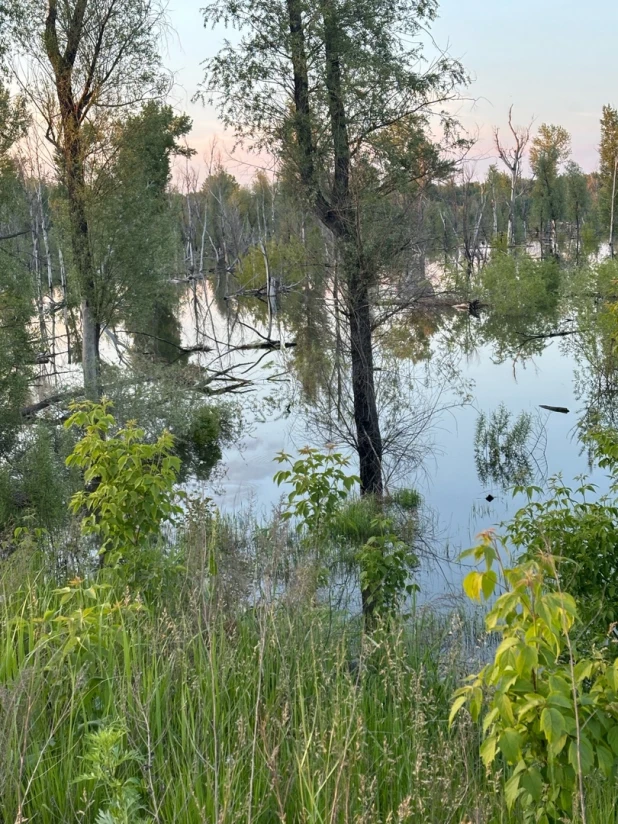 Паводок и умопомрачительный закат запечатлели в Барнауле. 