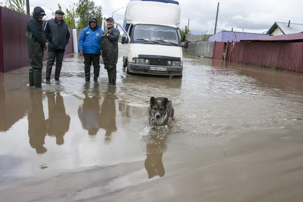 Паводок в Алтайском крае, 2014 год.