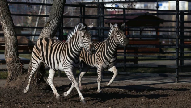Зебры в зоопарке Барнаула.