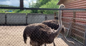 Какие животные живут на страусином ранчо в Барнауле.