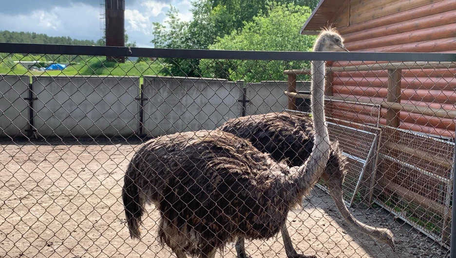 Какие животные живут на страусином ранчо в Барнауле.