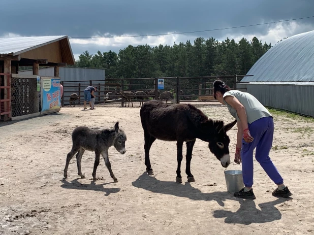 Какие животные живут на страусином ранчо в Барнауле.