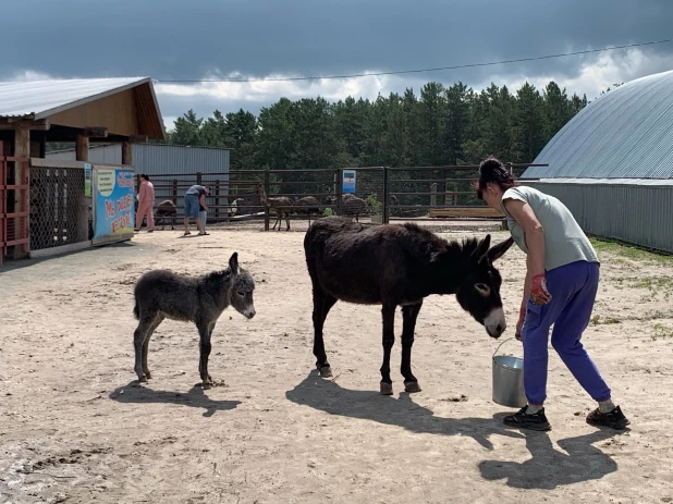 Какие животные живут на страусином ранчо в Барнауле.