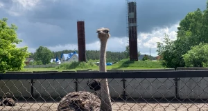 Какие животные живут на страусином ранчо в Барнауле.