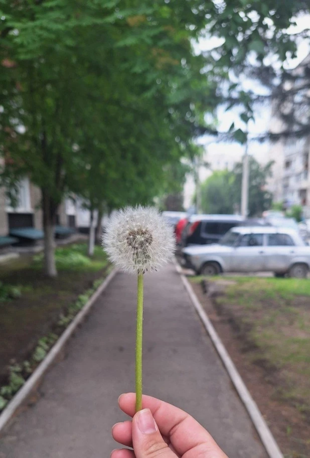 Барнаульцы запечатлели одуванчиковые поля.