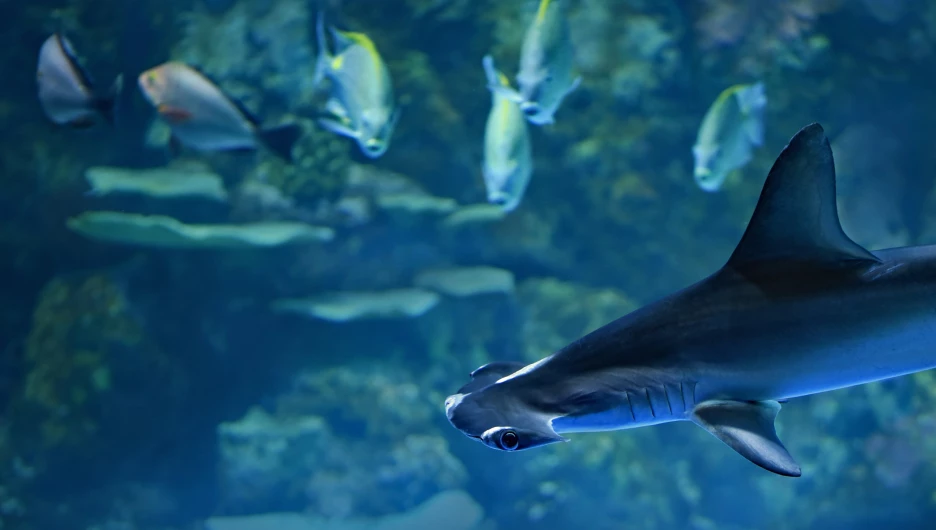 В Испании на туристов нападают огромные акулы-молоты