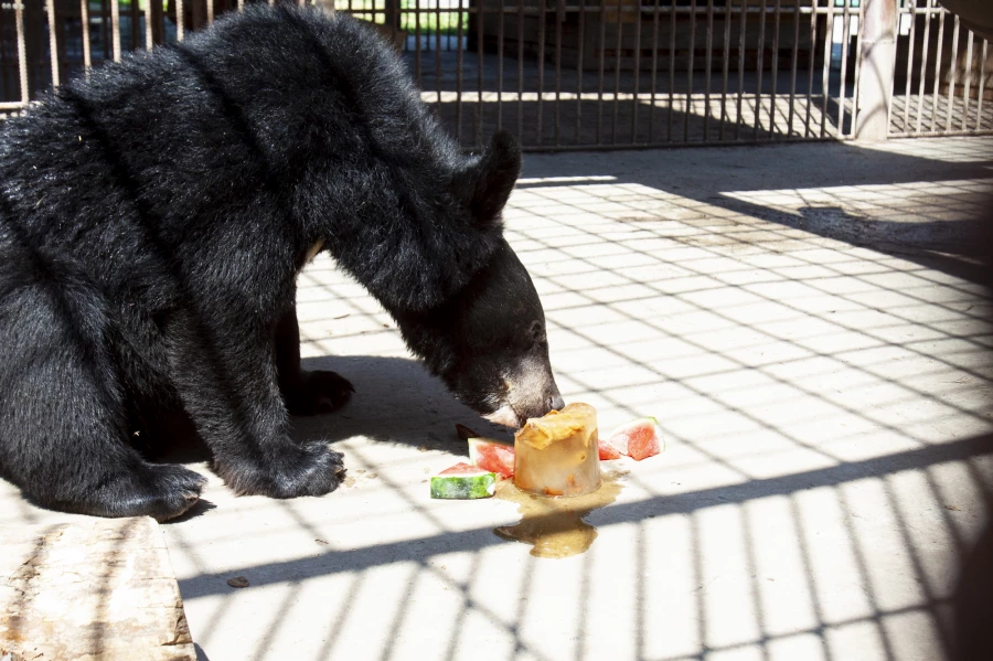 Как в Барнаульском зоопарке защищают животных от жары. Июнь 2024.
