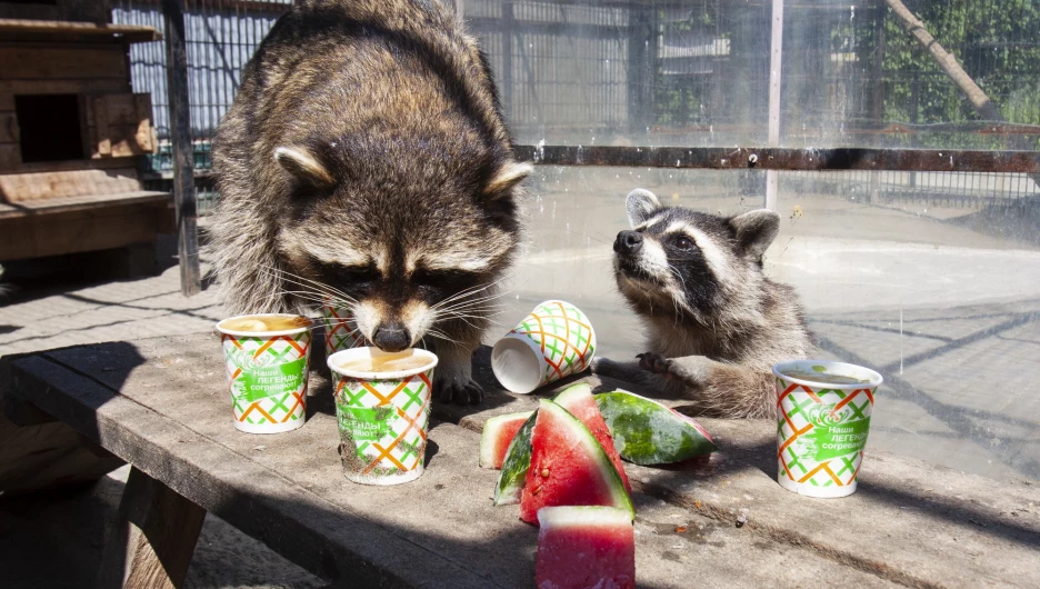 Душ, ветки и мясное мороженое. Как в Барнаульском зоопарке помогают подопечным в жару