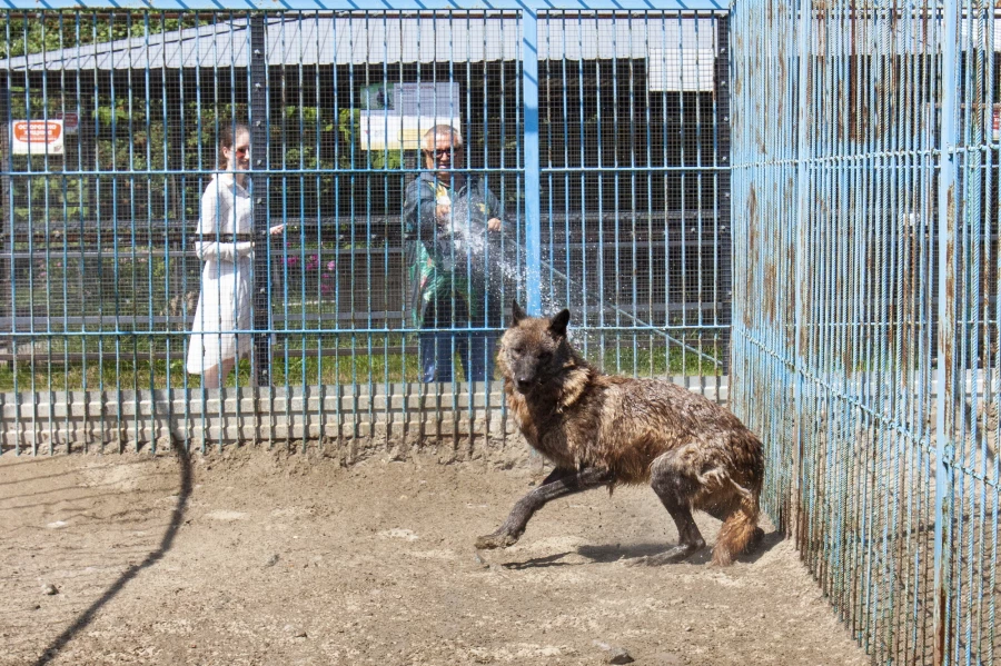 Как в Барнаульском зоопарке защищают животных от жары. Июнь 2024.